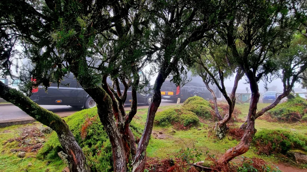 Madeira Hiking Tours with VIP RC Transports private vehicles parked near a lush forest trail, surrounded by twisted trees and misty greenery on Madeira Island.