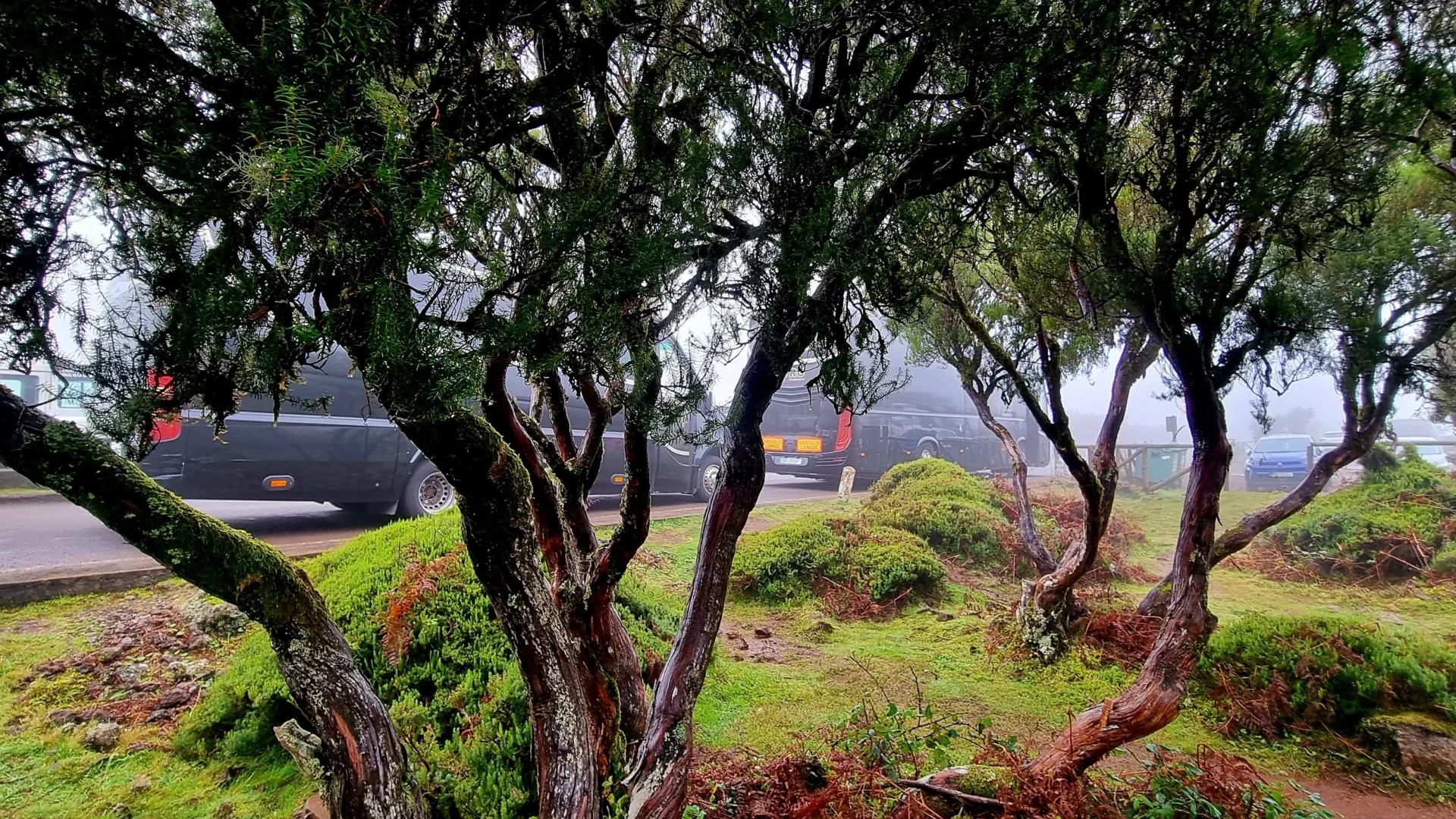 Veículos privados da VIP RC Transports estacionados junto a um trilho numa floresta exuberante, rodeados por árvores retorcidas e vegetação envolta em neblina, na ilha da Madeira.